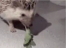 Hedgehog eating a leaf