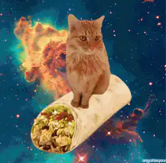cat on burrito in space