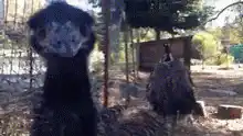 ostrich head bobbing close up