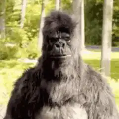 gorilla pointing and looking away