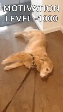 Dog lying on floor motivation level -1000