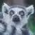 shocked lemur