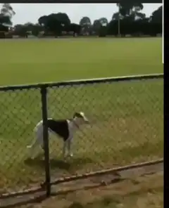 dog runs through fence