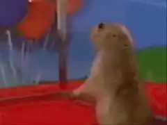 prairie dog looking up