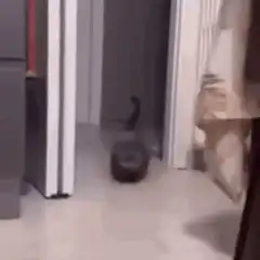 Cat walking with a hat on
