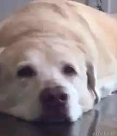 Sad dog resting head on floor