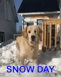 Golden Retriever Snow Day