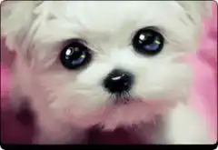 Cute white puppy with big eyes