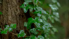 Raindrops on ivy leaves