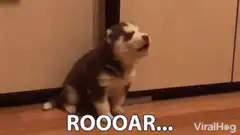 Husky puppy howling ROOOAR