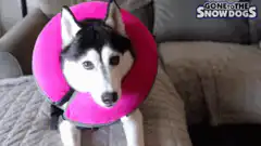 Husky in pink cone sneezing