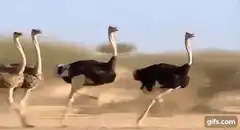 Ostriches running in a line
