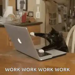 cat typing on laptop work work work