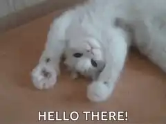 white cat stretching hello there