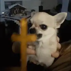 chihuahua scared of cross
