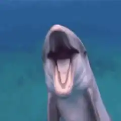 dolphin yawning underwater