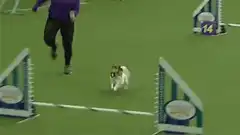 Dog knocks over agility jump