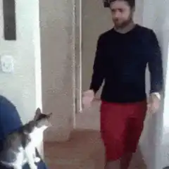 Man slaps cat paw