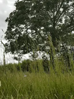 Grass blowing in the wind