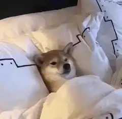 Shiba Inu dog in bed