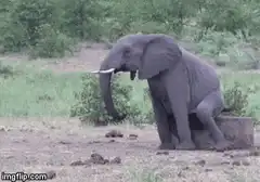 Elephant sitting on a stump