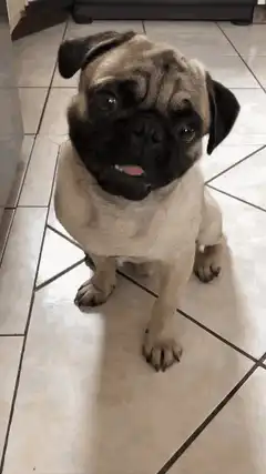Pug sitting on tiled floor