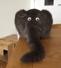 Elephant cat with googly eyes