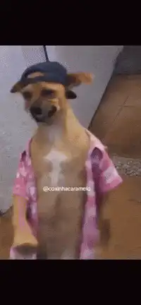 Dog in pink shirt and cap dancing