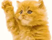 Orange kitten waving paw