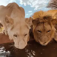 Lions drinking water with a man in background
