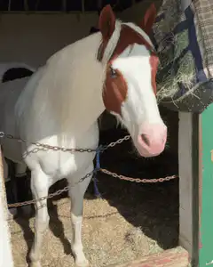 Horse smiling and showing teeth