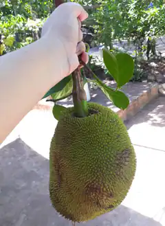 Hand holding a large green jackfruit