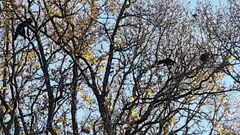 Black birds in autumn tree
