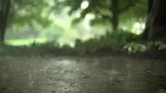 raindrops hitting wet pavement in forest
