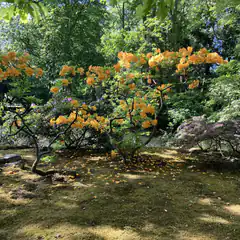 yellow rhododendron trees in mossy garden