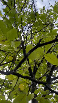 Green leaves on tree branches