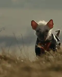 Small dog running in costume