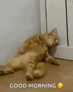 Sleepy orange cat leaning on wall