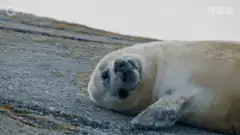 Cute seal pup rolling on its back