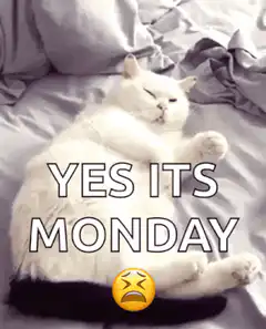 White cat sleeping yes its monday
