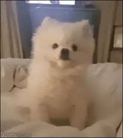 Fluffy white dog shaking its head