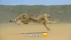 Cheetah running with Tyreek emoji