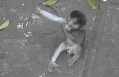 Baby monkey reaches for mother