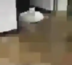 Pixelated white cat zooming in