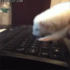 white ferret typing on keyboard