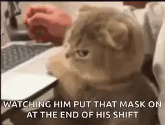 Cat watching him put that mask on