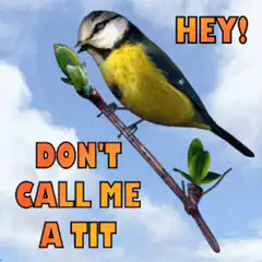 Bird Don't Call Me A Tit