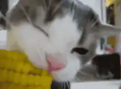 Cat eating corn on the cob