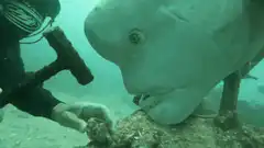 diver taps hammer on fish nose