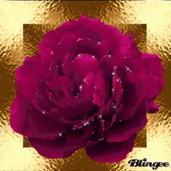 Sparkling magenta rose on gold background